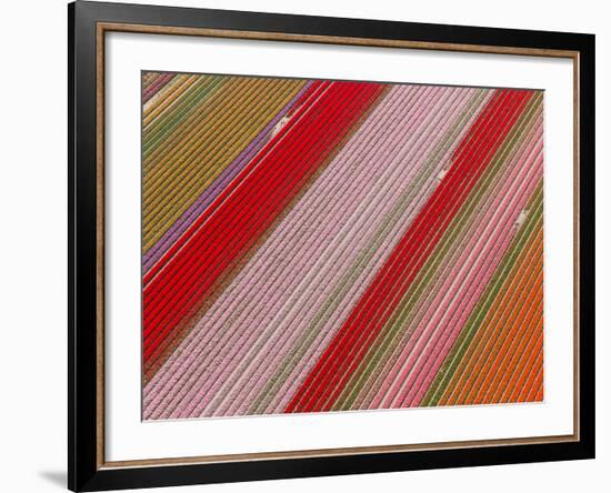 Tulip Fields, North Holland, Netherlands-Peter Adams-Framed Photographic Print