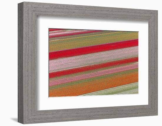 Tulip Fields, North Holland, Netherlands-Peter Adams-Framed Photographic Print