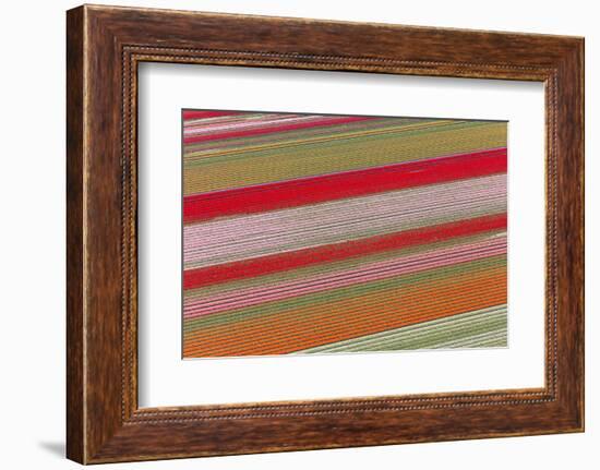 Tulip Fields, North Holland, Netherlands-Peter Adams-Framed Photographic Print