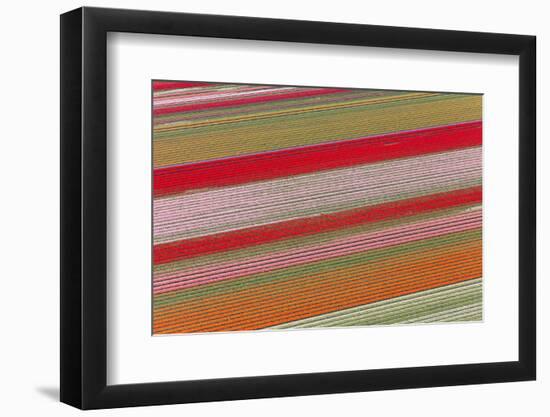 Tulip Fields, North Holland, Netherlands-Peter Adams-Framed Photographic Print