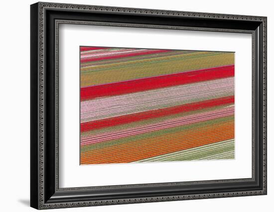 Tulip Fields, North Holland, Netherlands-Peter Adams-Framed Photographic Print