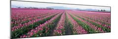 Premium Photographic Print