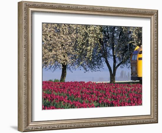 Tulip Fields, Skagit Valley, Washington, USA-William Sutton-Framed Photographic Print