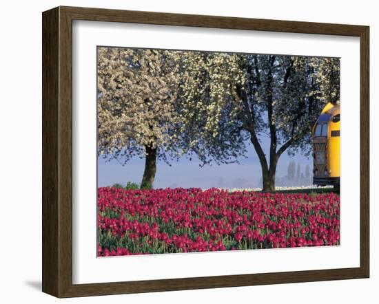 Tulip Fields, Skagit Valley, Washington, USA-William Sutton-Framed Photographic Print