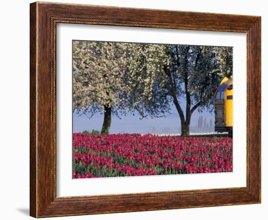 Tulip Fields, Skagit Valley, Washington, USA-William Sutton-Framed Photographic Print