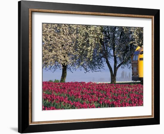 Tulip Fields, Skagit Valley, Washington, USA-William Sutton-Framed Photographic Print