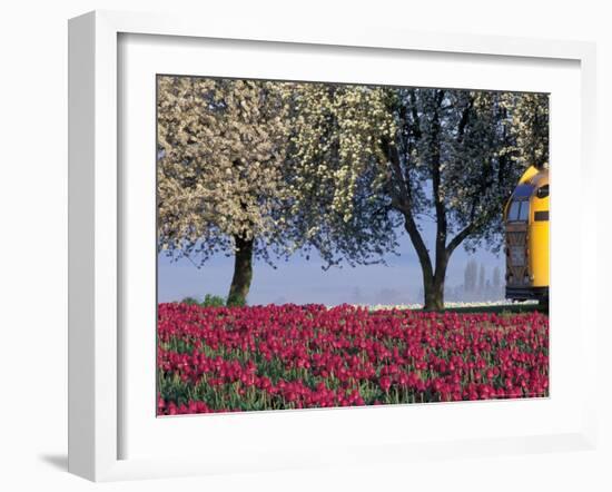 Tulip Fields, Skagit Valley, Washington, USA-William Sutton-Framed Photographic Print