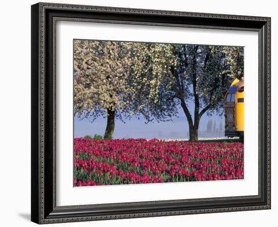 Tulip Fields, Skagit Valley, Washington, USA-William Sutton-Framed Photographic Print