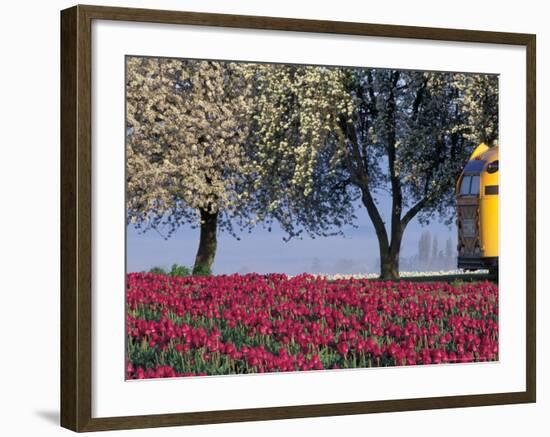 Tulip Fields, Skagit Valley, Washington, USA-William Sutton-Framed Photographic Print