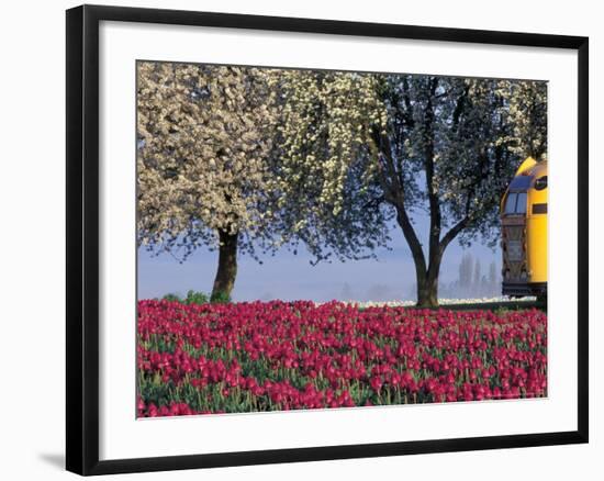 Tulip Fields, Skagit Valley, Washington, USA-William Sutton-Framed Photographic Print