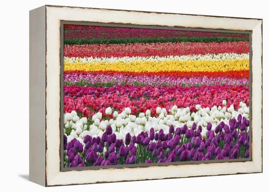 Tulip Fields, Wooden Shoe Tulip Farm, Woodburn Oregon, United States-Craig Tuttle-Framed Premier Image Canvas