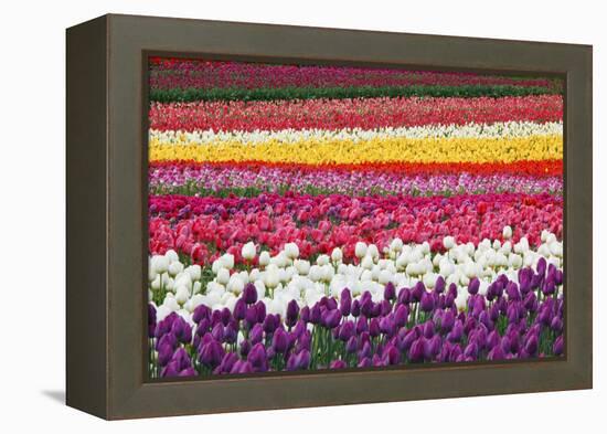 Tulip Fields, Wooden Shoe Tulip Farm, Woodburn Oregon, United States-Craig Tuttle-Framed Premier Image Canvas