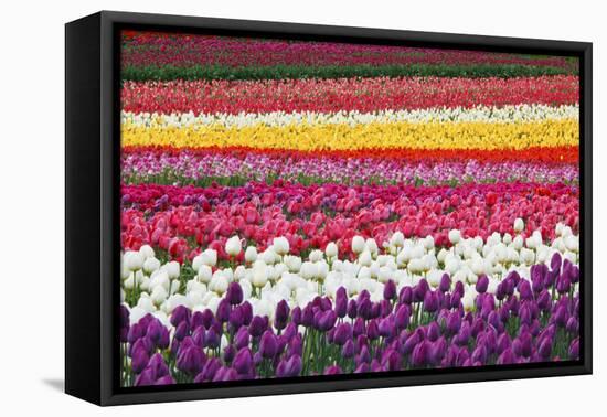 Tulip Fields, Wooden Shoe Tulip Farm, Woodburn Oregon, United States-Craig Tuttle-Framed Premier Image Canvas