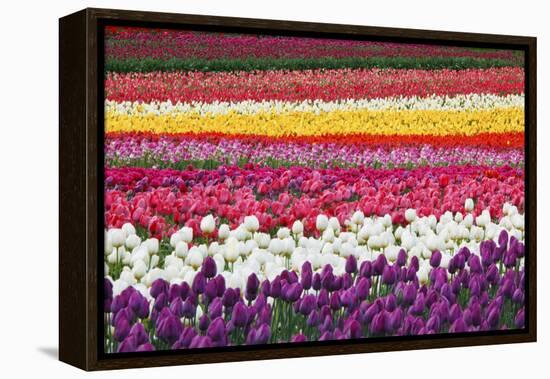 Tulip Fields, Wooden Shoe Tulip Farm, Woodburn Oregon, United States-Craig Tuttle-Framed Premier Image Canvas