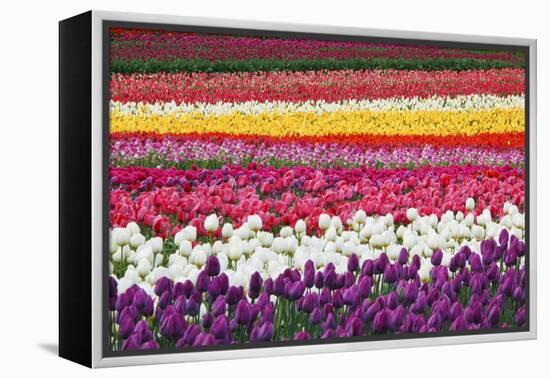 Tulip Fields, Wooden Shoe Tulip Farm, Woodburn Oregon, United States-Craig Tuttle-Framed Premier Image Canvas