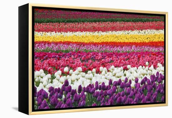 Tulip Fields, Wooden Shoe Tulip Farm, Woodburn Oregon, United States-Craig Tuttle-Framed Premier Image Canvas
