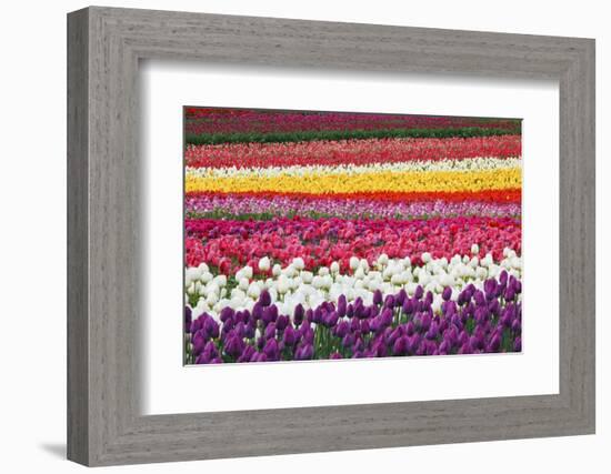 Tulip Fields, Wooden Shoe Tulip Farm, Woodburn Oregon, United States-Craig Tuttle-Framed Photographic Print