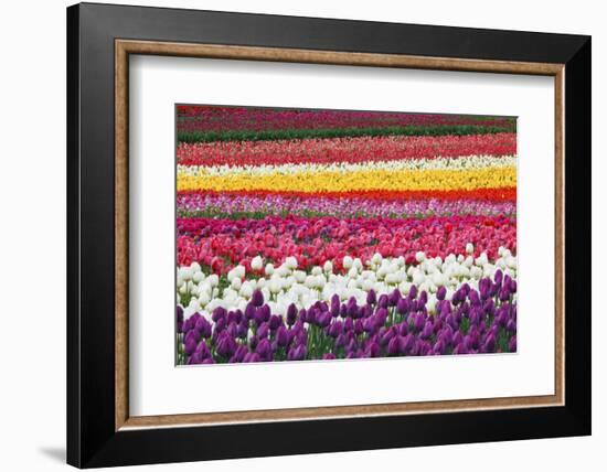 Tulip Fields, Wooden Shoe Tulip Farm, Woodburn Oregon, United States-Craig Tuttle-Framed Photographic Print