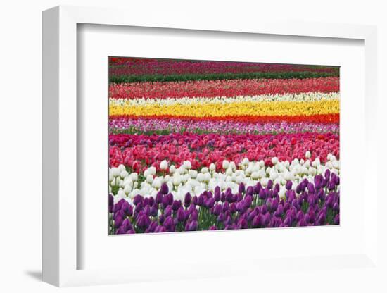 Tulip Fields, Wooden Shoe Tulip Farm, Woodburn Oregon, United States-Craig Tuttle-Framed Photographic Print