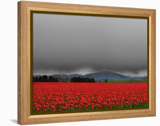 Tulip Fields-Howard Ruby-Framed Premier Image Canvas