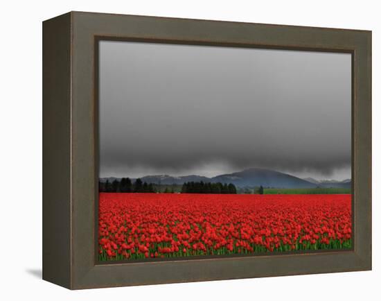 Tulip Fields-Howard Ruby-Framed Premier Image Canvas