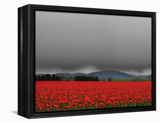 Tulip Fields-Howard Ruby-Framed Premier Image Canvas