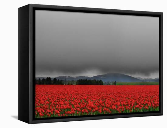 Tulip Fields-Howard Ruby-Framed Premier Image Canvas