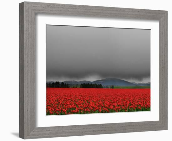 Tulip Fields-Howard Ruby-Framed Photographic Print