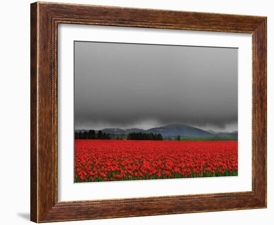 Tulip Fields-Howard Ruby-Framed Photographic Print