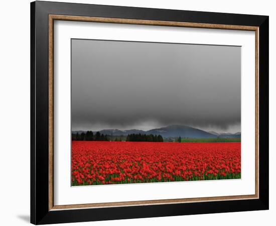 Tulip Fields-Howard Ruby-Framed Photographic Print