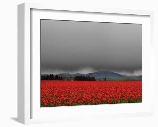 Tulip Fields-Howard Ruby-Framed Photographic Print