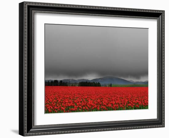 Tulip Fields-Howard Ruby-Framed Photographic Print