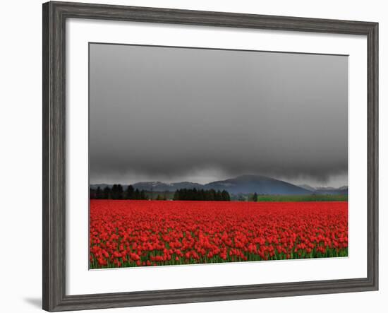 Tulip Fields-Howard Ruby-Framed Photographic Print