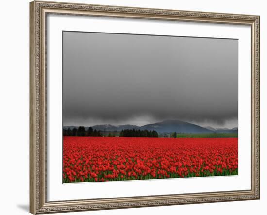 Tulip Fields-Howard Ruby-Framed Photographic Print