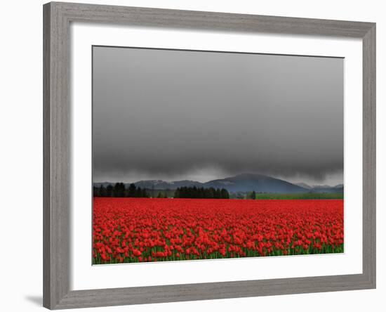 Tulip Fields-Howard Ruby-Framed Photographic Print