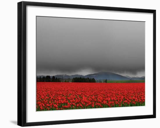 Tulip Fields-Howard Ruby-Framed Photographic Print