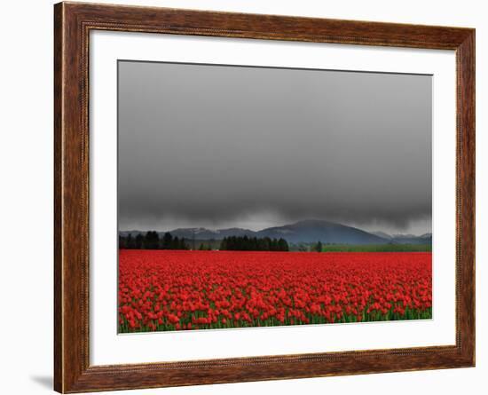 Tulip Fields-Howard Ruby-Framed Photographic Print
