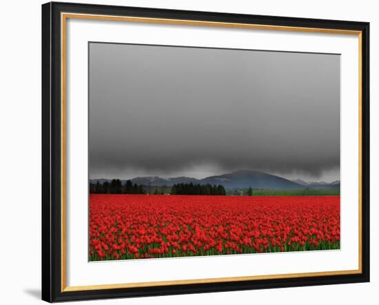 Tulip Fields-Howard Ruby-Framed Photographic Print