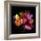 Tulip Flame-Magda Indigo-Framed Premium Photographic Print