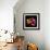 Tulip Flame-Magda Indigo-Framed Premium Photographic Print displayed on a wall