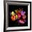 Tulip Flame-Magda Indigo-Framed Premium Photographic Print