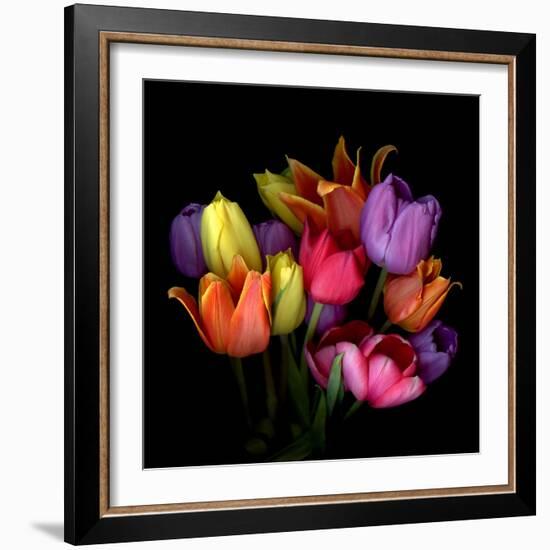 Tulip Flame-Magda Indigo-Framed Premium Photographic Print
