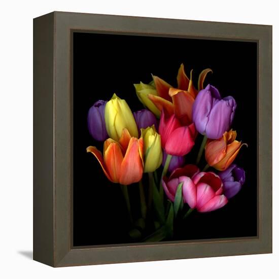 Tulip Flame-Magda Indigo-Framed Premier Image Canvas