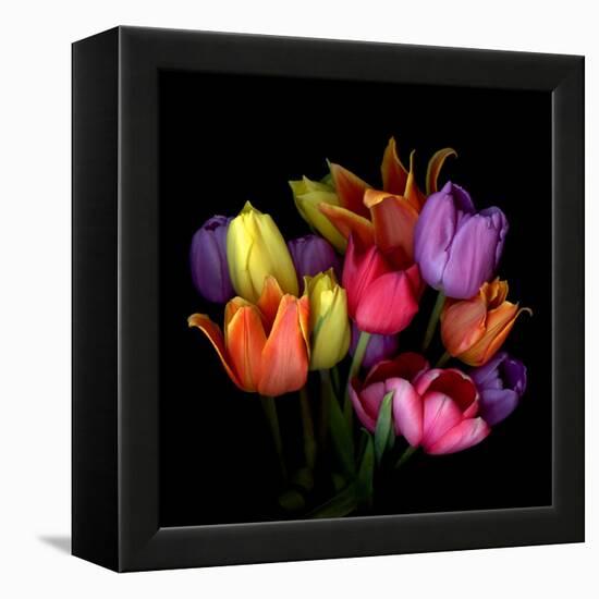 Tulip Flame-Magda Indigo-Framed Premier Image Canvas