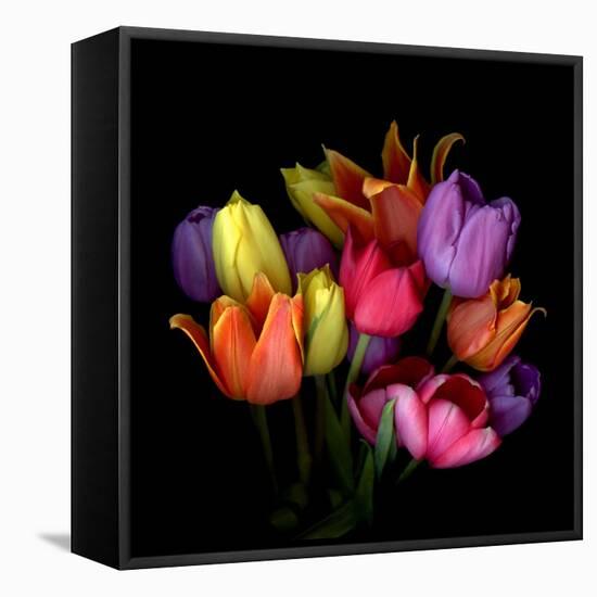 Tulip Flame-Magda Indigo-Framed Premier Image Canvas