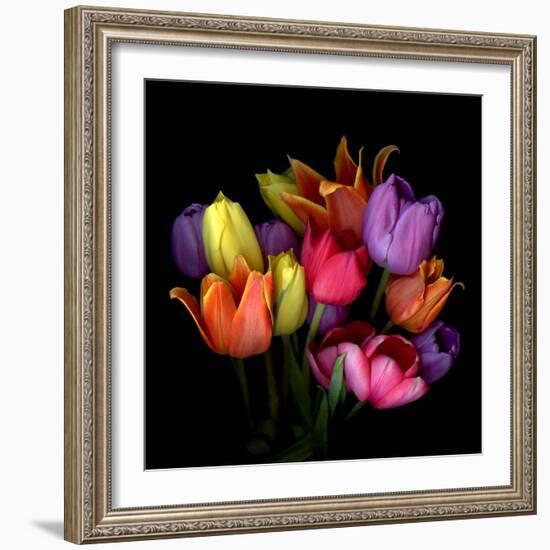 Tulip Flame-Magda Indigo-Framed Photographic Print