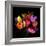 Tulip Flame-Magda Indigo-Framed Photographic Print