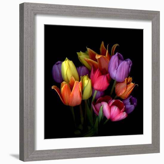 Tulip Flame-Magda Indigo-Framed Photographic Print