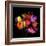 Tulip Flame-Magda Indigo-Framed Photographic Print