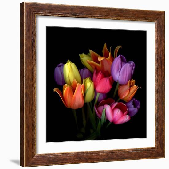 Tulip Flame-Magda Indigo-Framed Photographic Print